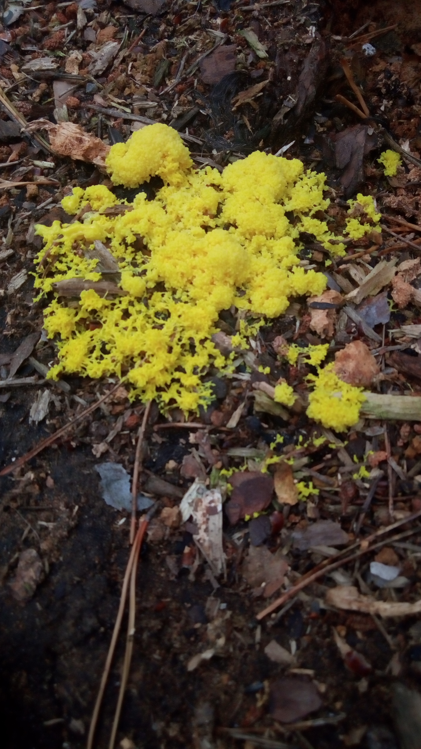 Slime mold in the Urals? - My, Unicellular, Biology, Longpost