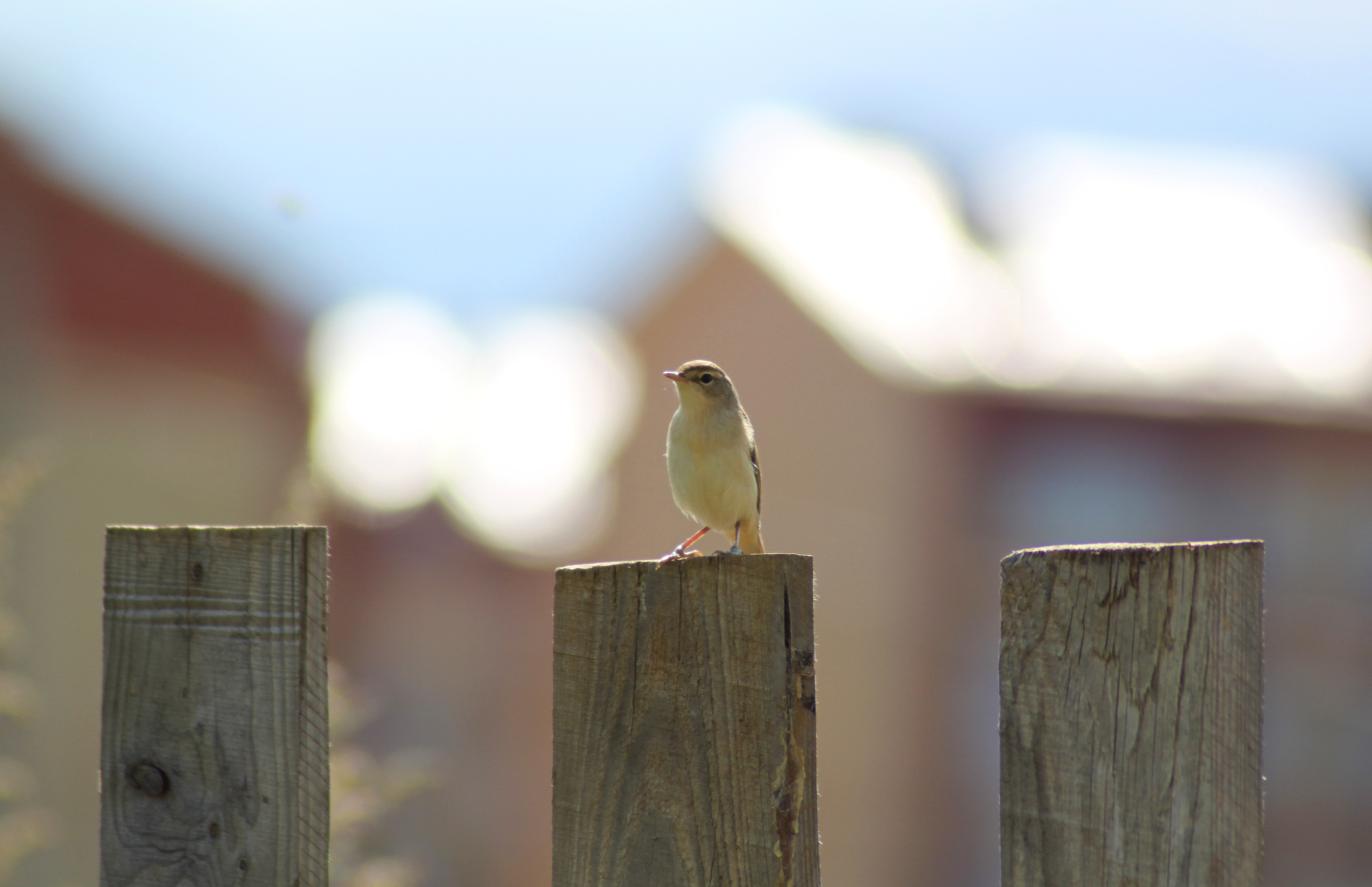 Goodbye July - My, The photo, Summer, Nature, Russia, Longpost