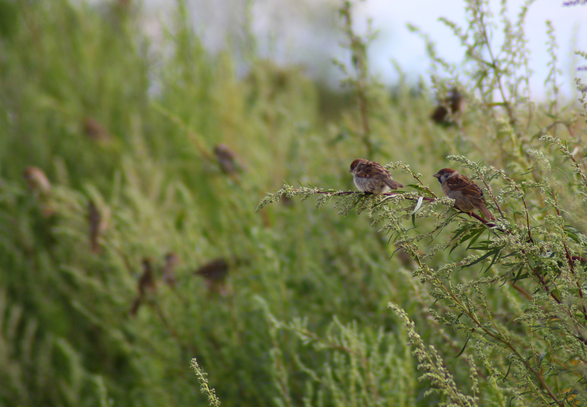 Goodbye July - My, The photo, Summer, Nature, Russia, Longpost