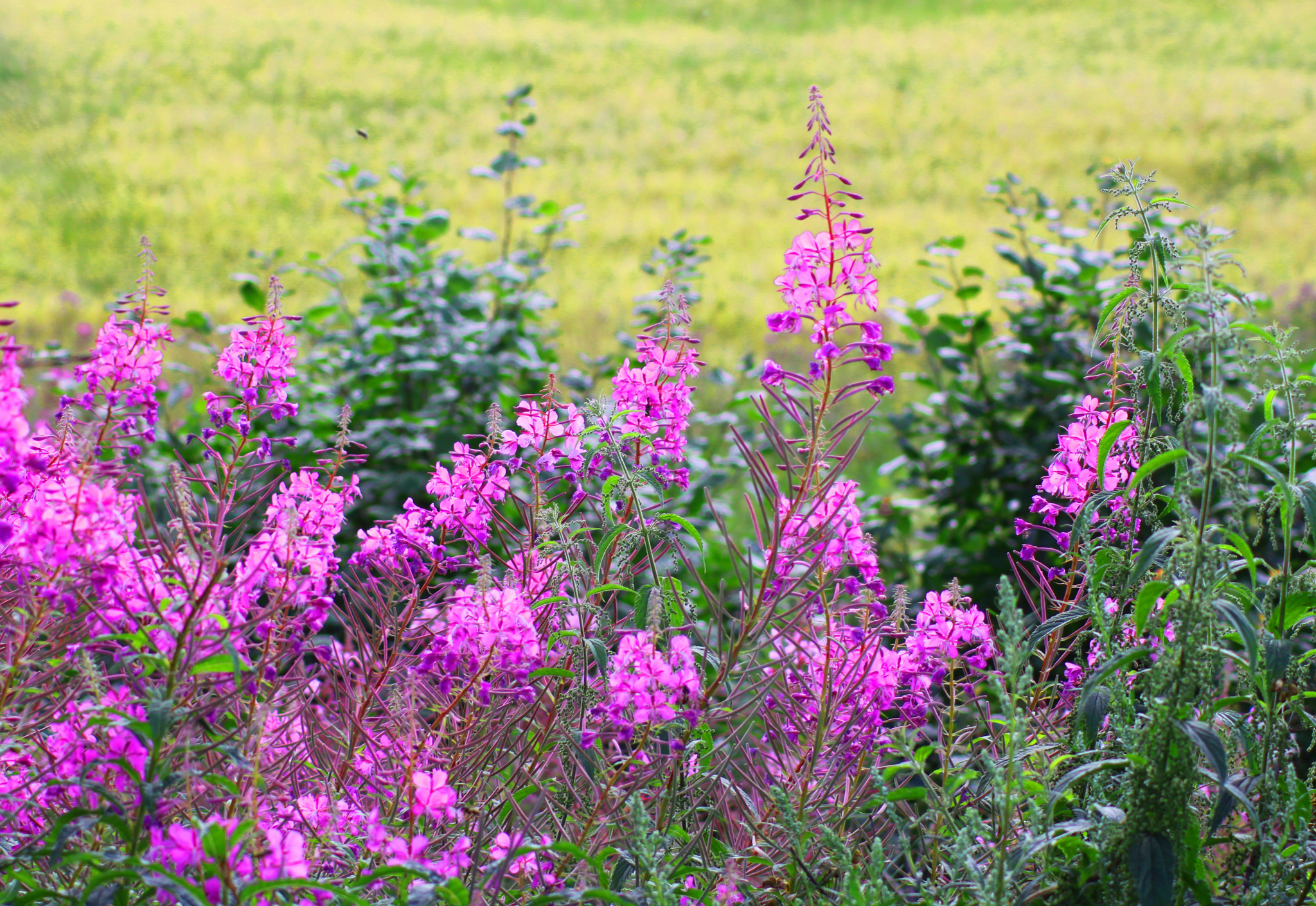 Goodbye July - My, The photo, Summer, Nature, Russia, Longpost