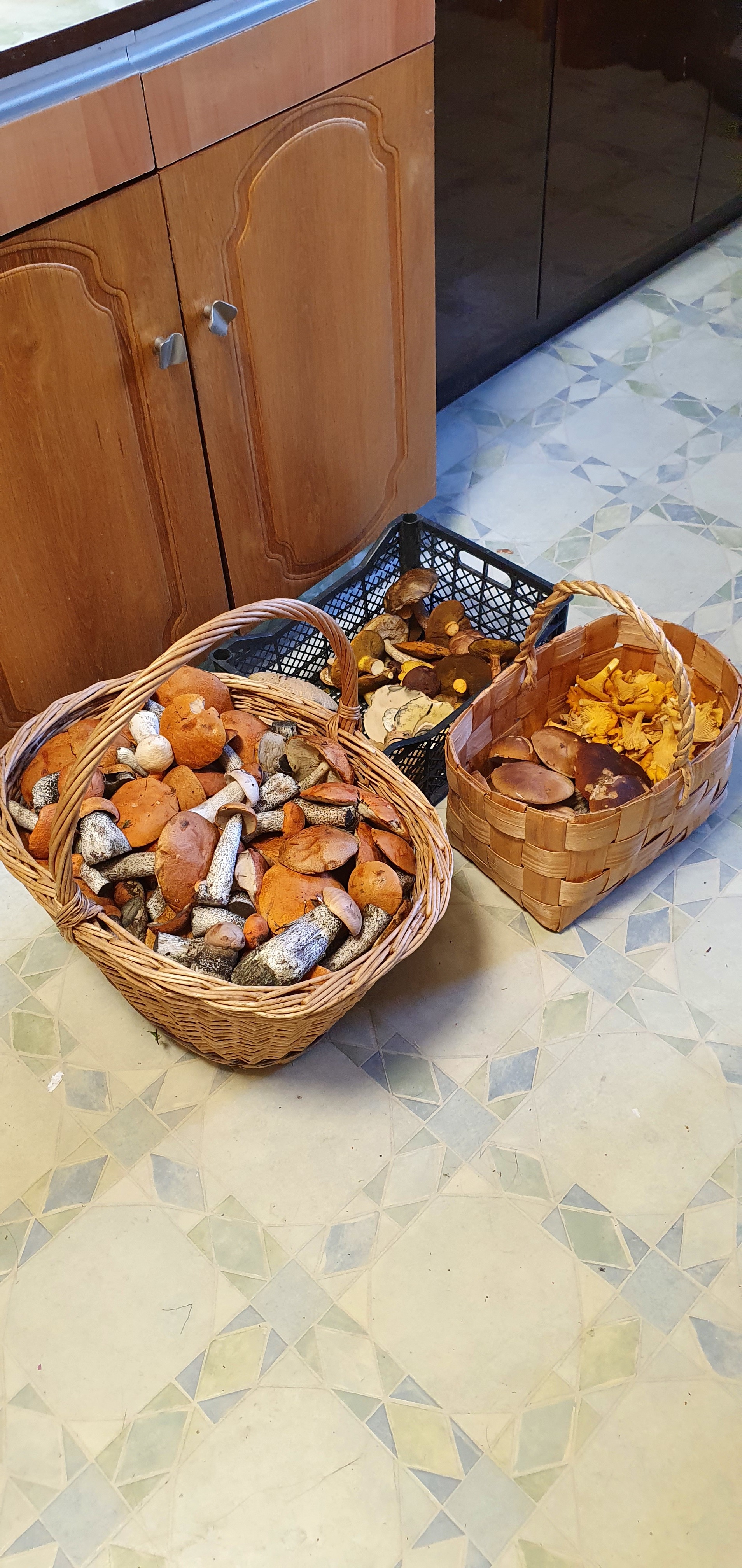 Got out into the forest - My, Mushrooms, Boletus, Porcini, Longpost, Vladimir region