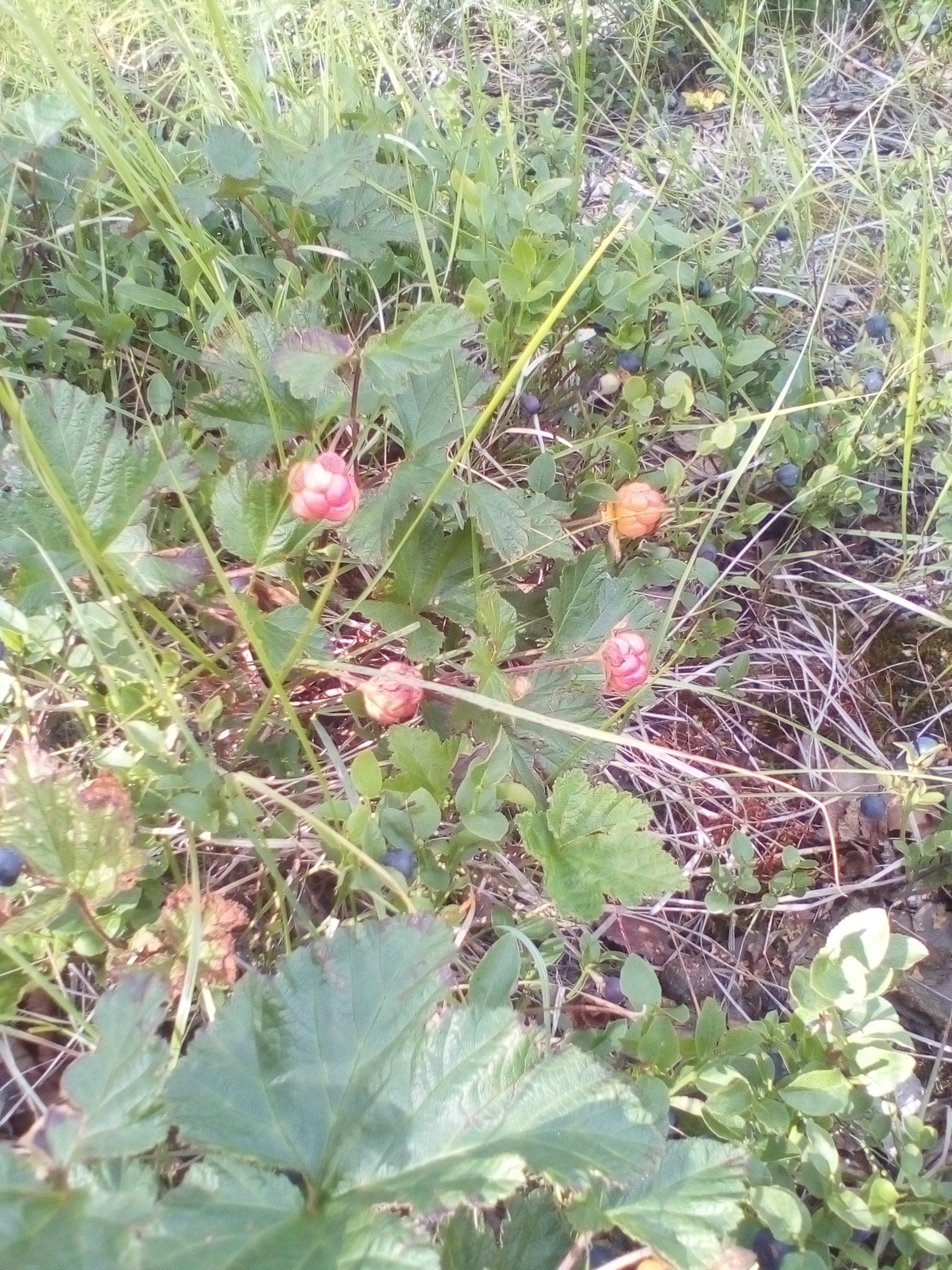 Cloudberry - My, Norilsk, Photo on sneaker, Longpost