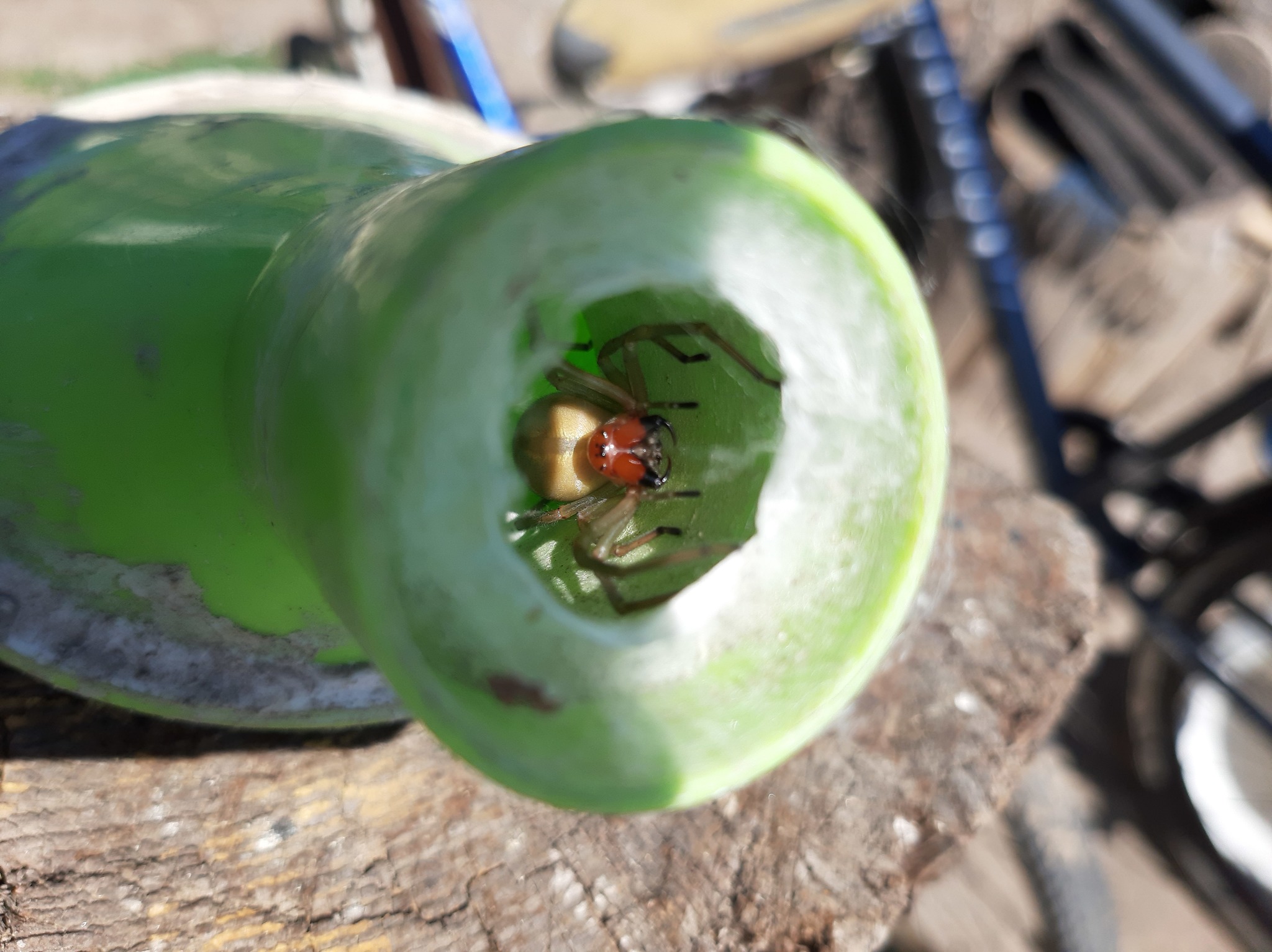 It would be better not to find the nozzle from the watering can - My, Nest, Spider, Longpost