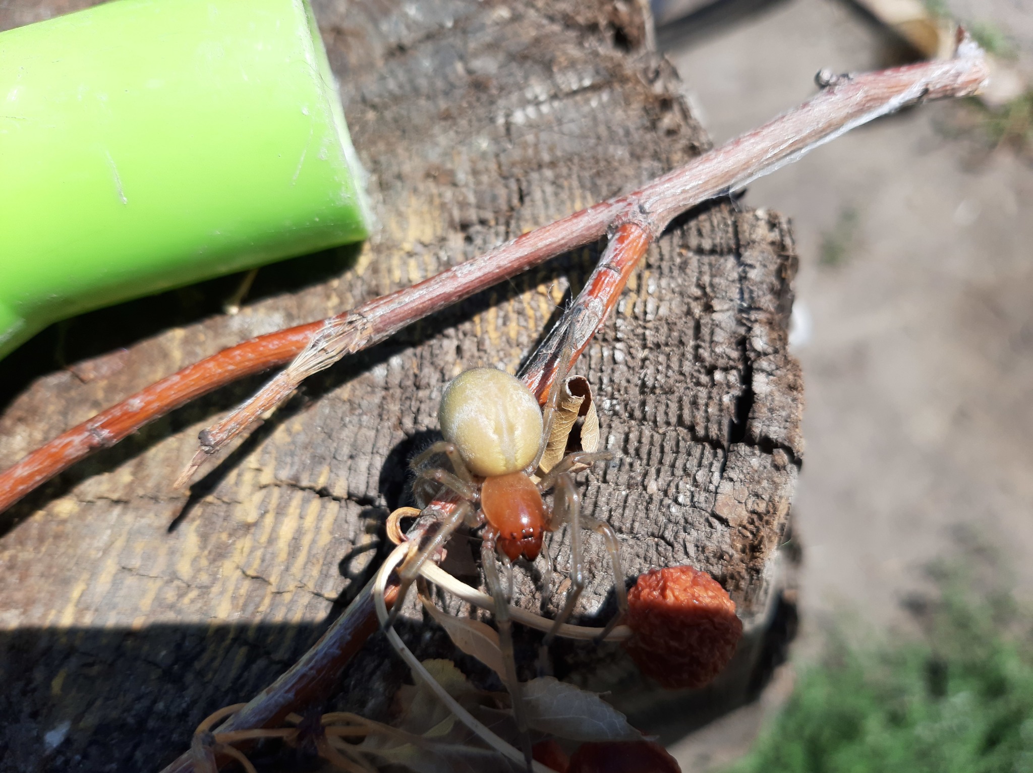 It would be better not to find the nozzle from the watering can - My, Nest, Spider, Longpost