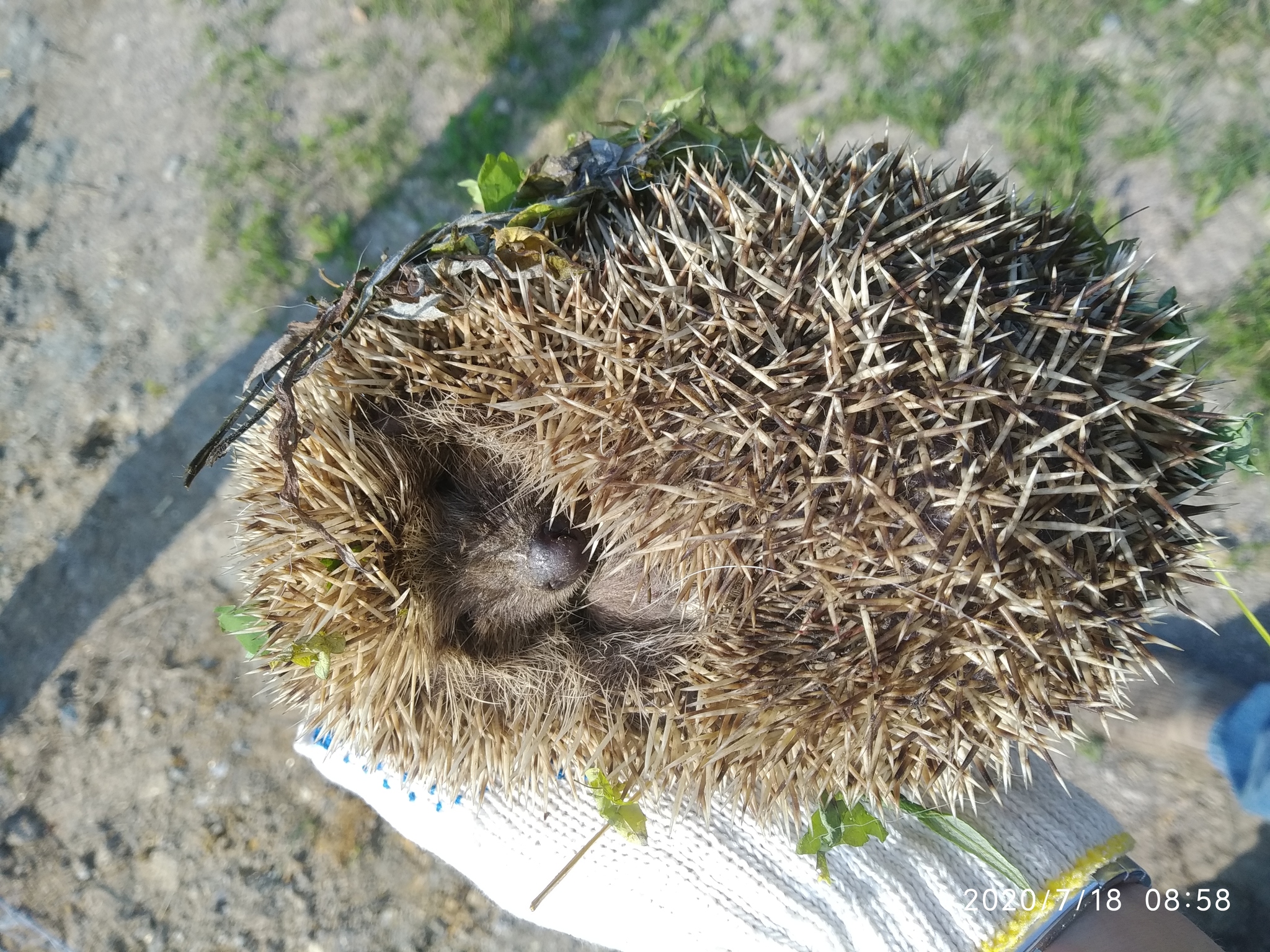 Hedgehog - My, Hedgehog, Milota, Longpost, Vertical video, Video