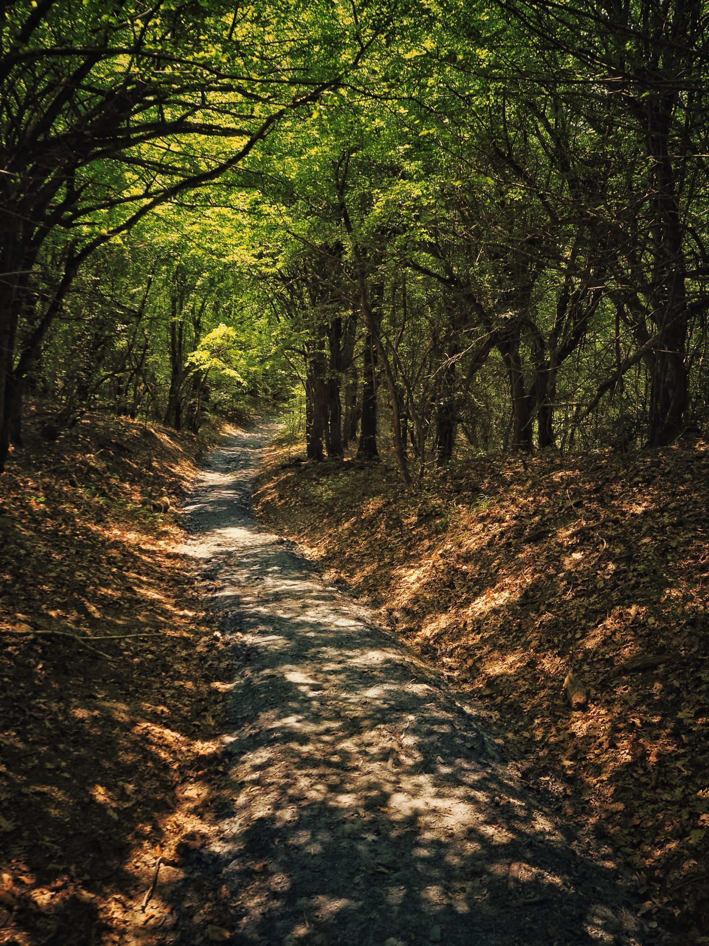 Road through the Colchis forest - My, The photo, Russia, Краснодарский Край, Forest, Landscape, Black Sea