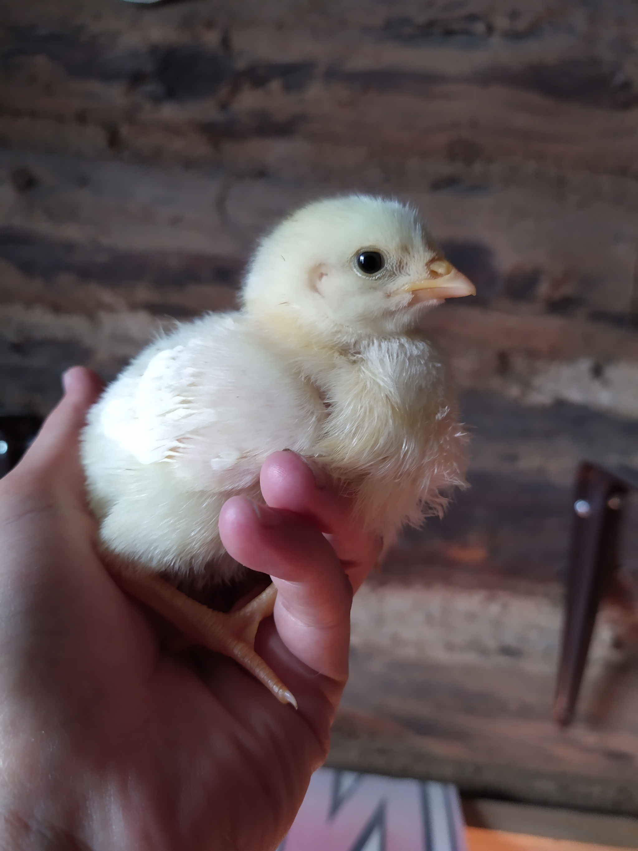 My first broilers - My, Village, Broilers, Chicken, Longpost