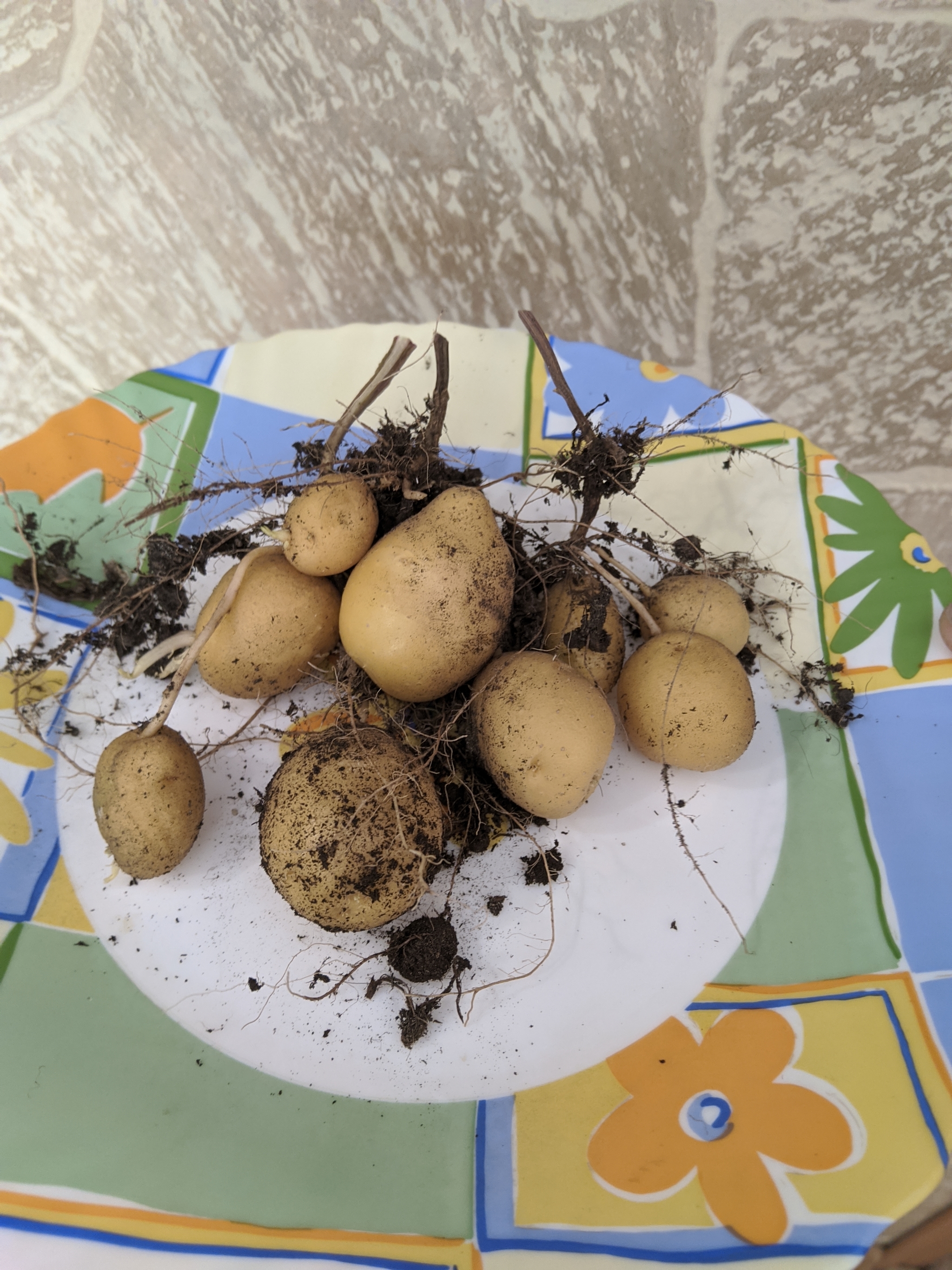 The harvest is in! - My, Potato, Harvest, Balcony, Longpost