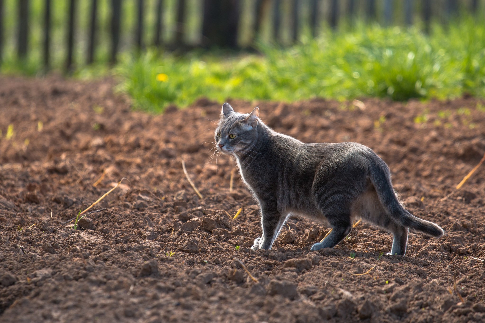 Male and female gaze - My, cat, The photo, Photographer, Longpost, Box and cat, Package, Children