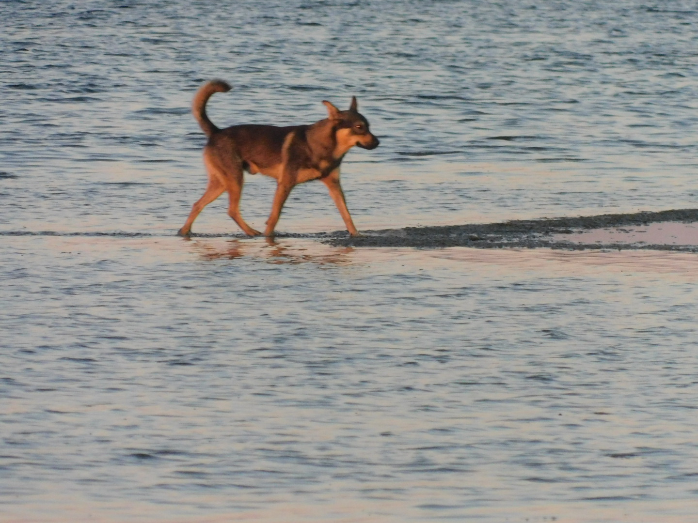 Dogs on the water (+bird) - My, Camera, Birds, Longpost, Dog