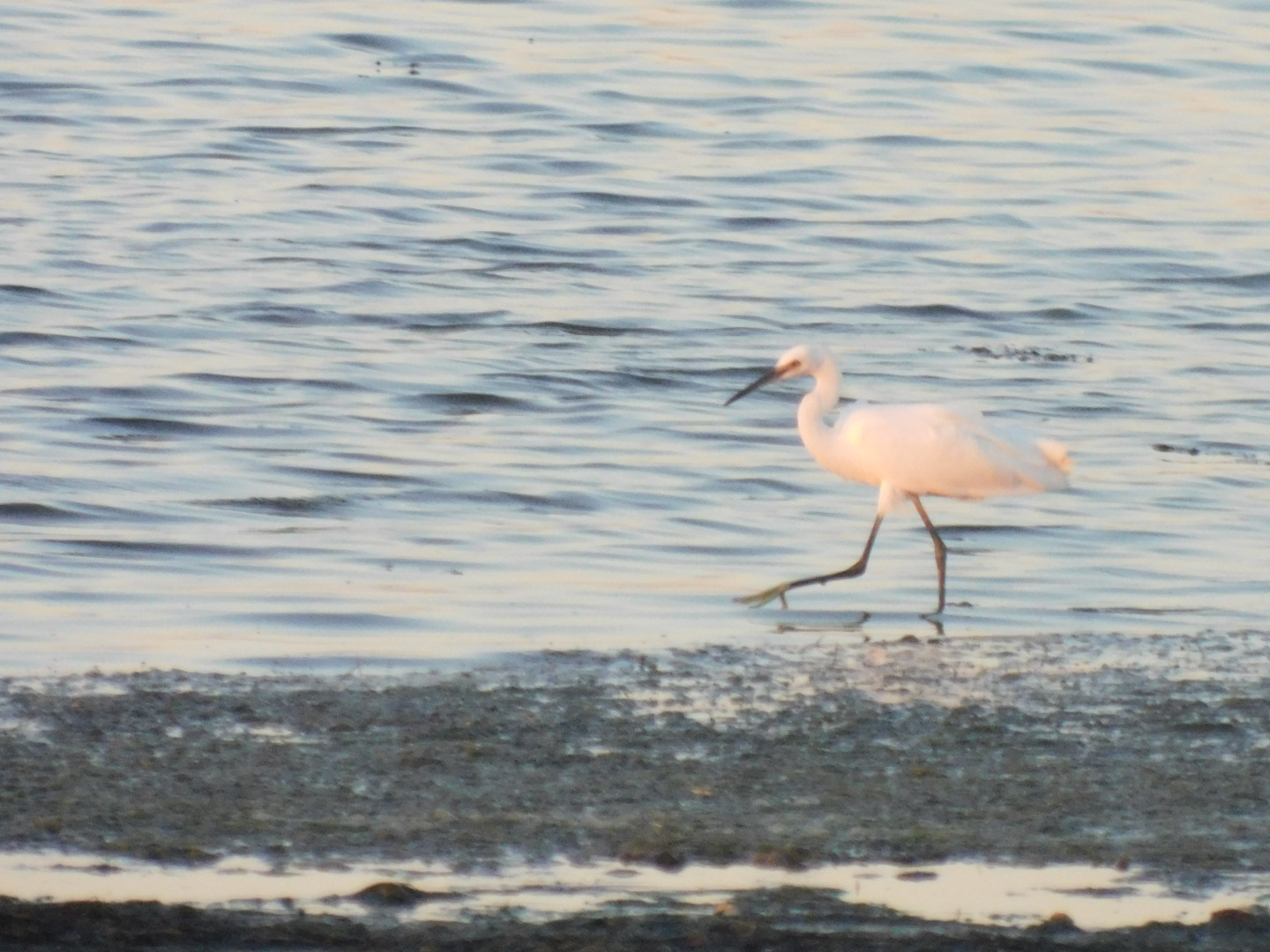 Dogs on the water (+bird) - My, Camera, Birds, Longpost, Dog