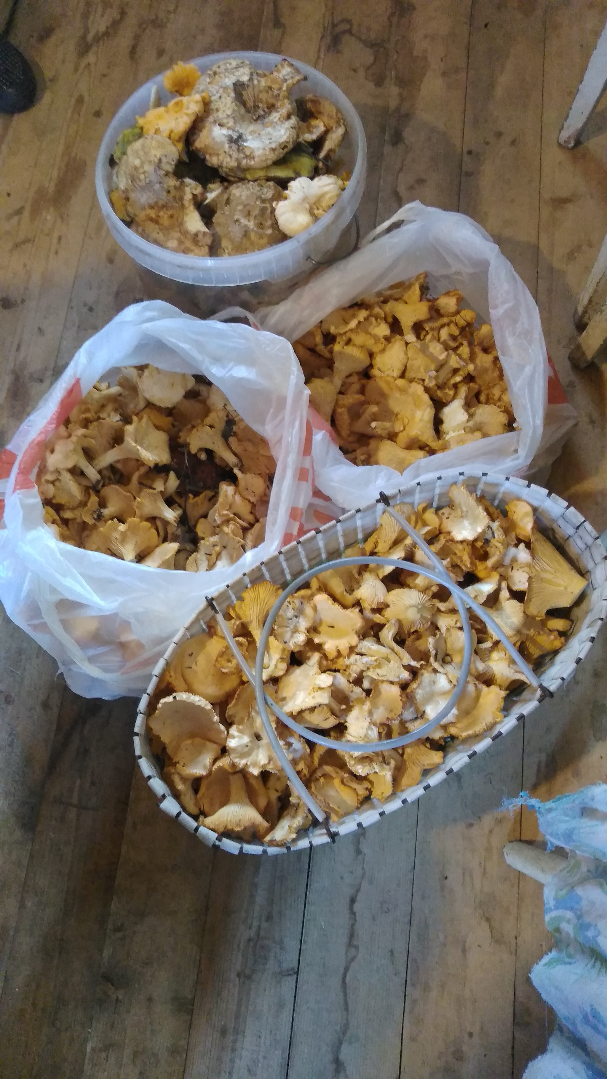 Silent hunt - My, Silent hunt, Chanterelles, Blanks, Longpost, Mushrooms