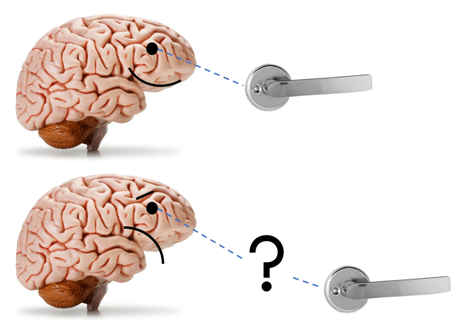 Механизмы работы мозга. Мозг память. Электронный мозг. Гибкий мозг.