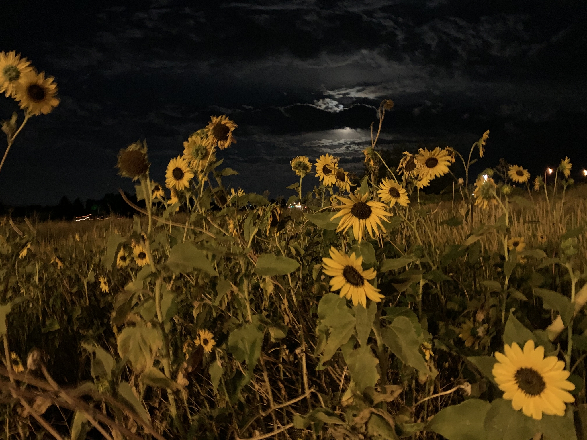 Flowers of night desires. 03/08/2020 Heyburn, ID - My, Mobile photography, Travels