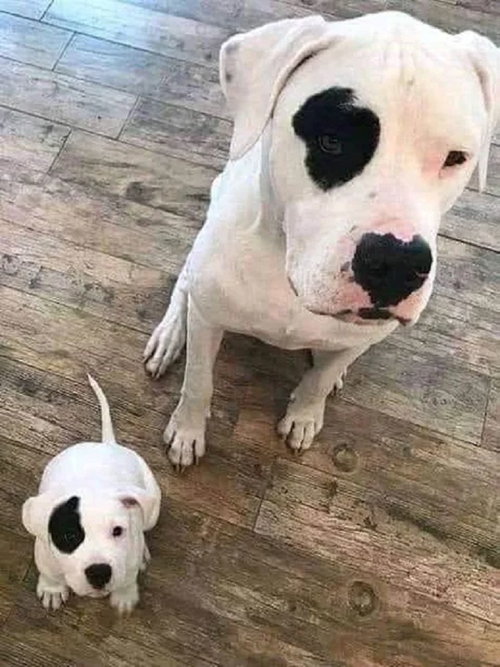 What a spitting image of a father! - Dog, Puppies, Great Dane of Argentina, The photo