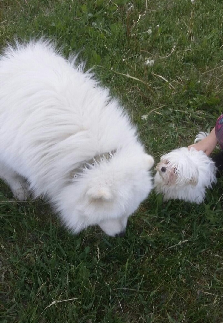 Live broadcast from an evening walk - My, Dog, Friend of human, Best friend, Samoyed, Walk