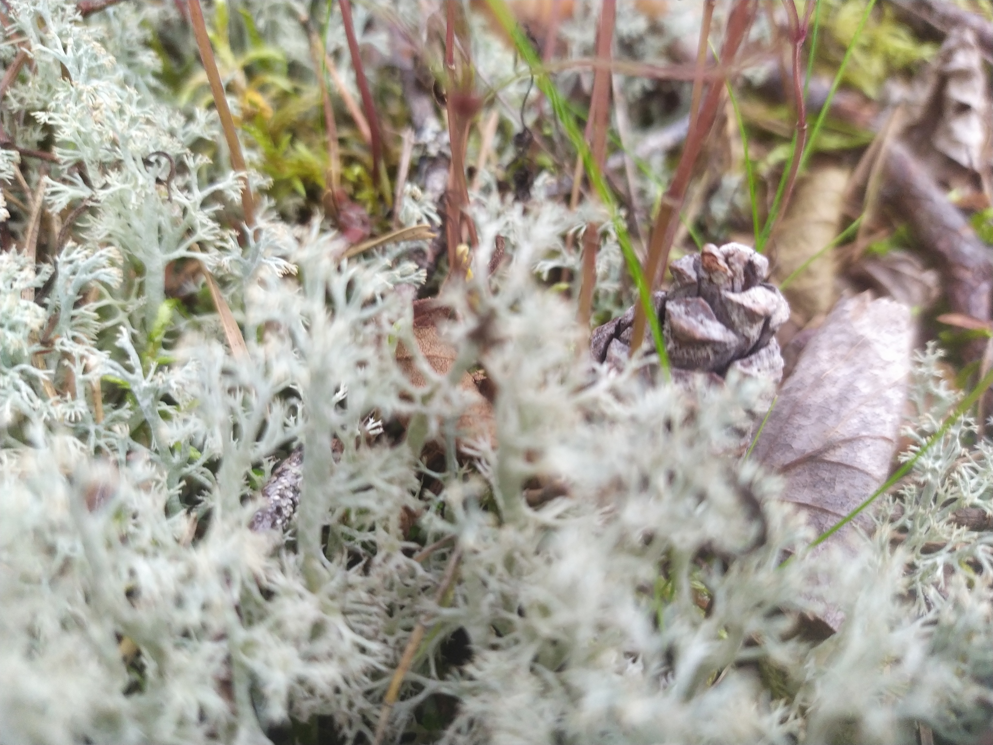 Nature of Lake Ladoga - My, Weekend, beauty of nature, Ladoga lake, Mobile photography, Nature, Longpost