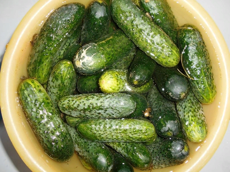 How to quickly and easily pickle cucumbers for the winter - My, Cooking, Salting, Useful, Longpost, Recipe, Salted cucumbers