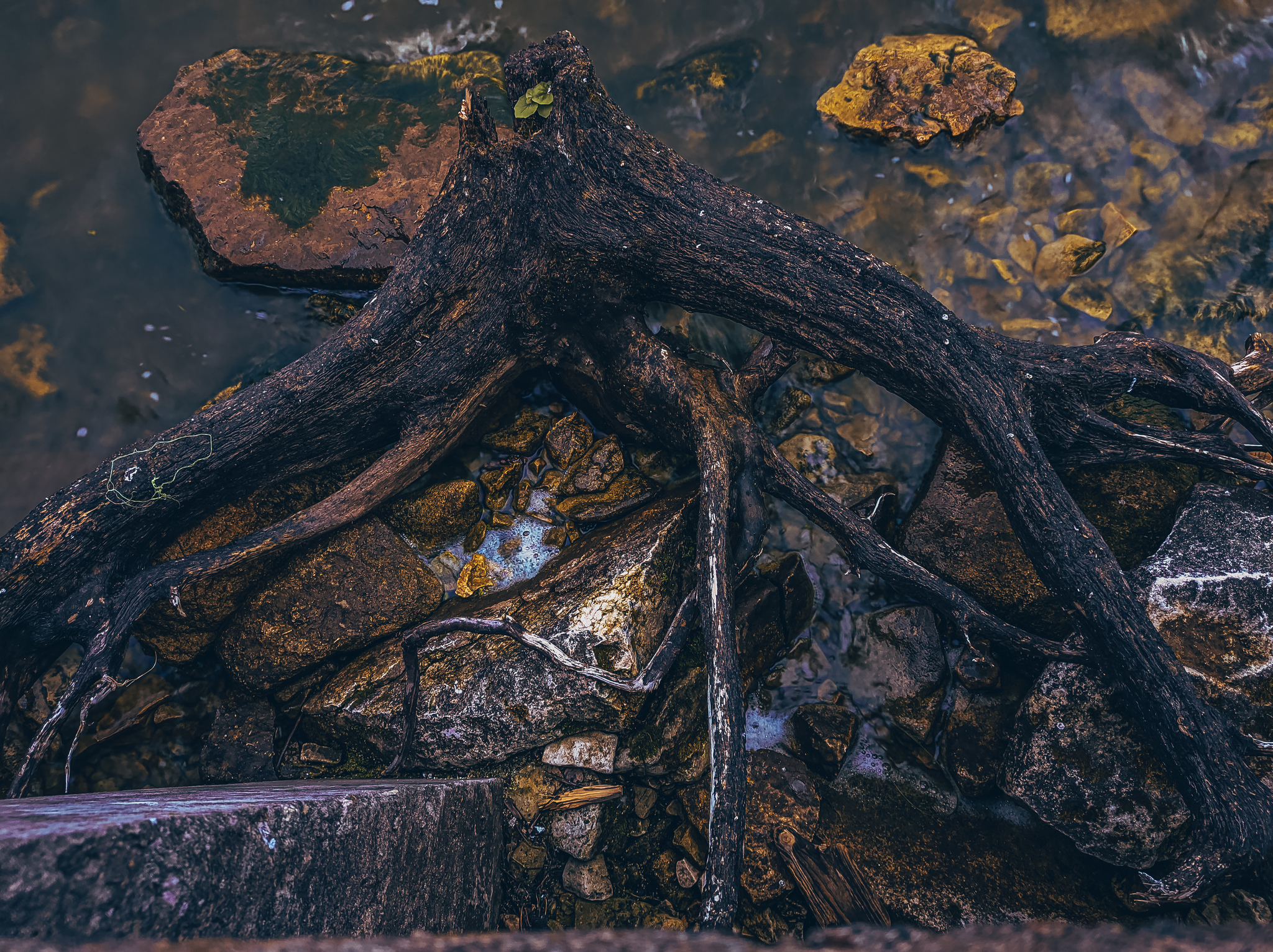 Calmness, peacefulness and beauty in the ordinary - My, Nature, Car, Truck, Cherry, A rock, The photo, Water, Longpost