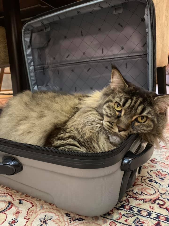 Here we go? - cat, Suitcase, Question, Go