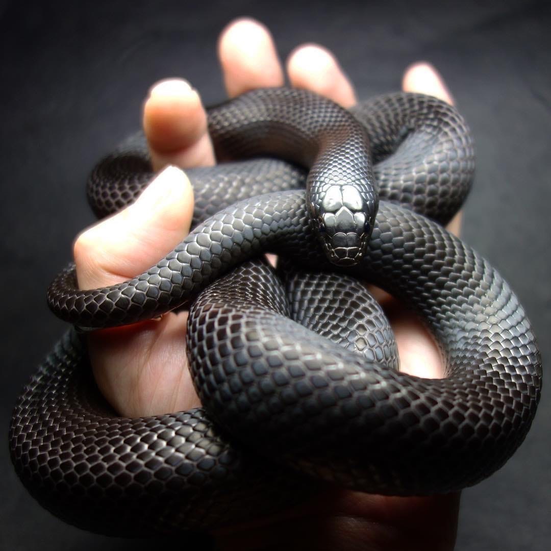 Black king snake - Snake, Black, Longpost