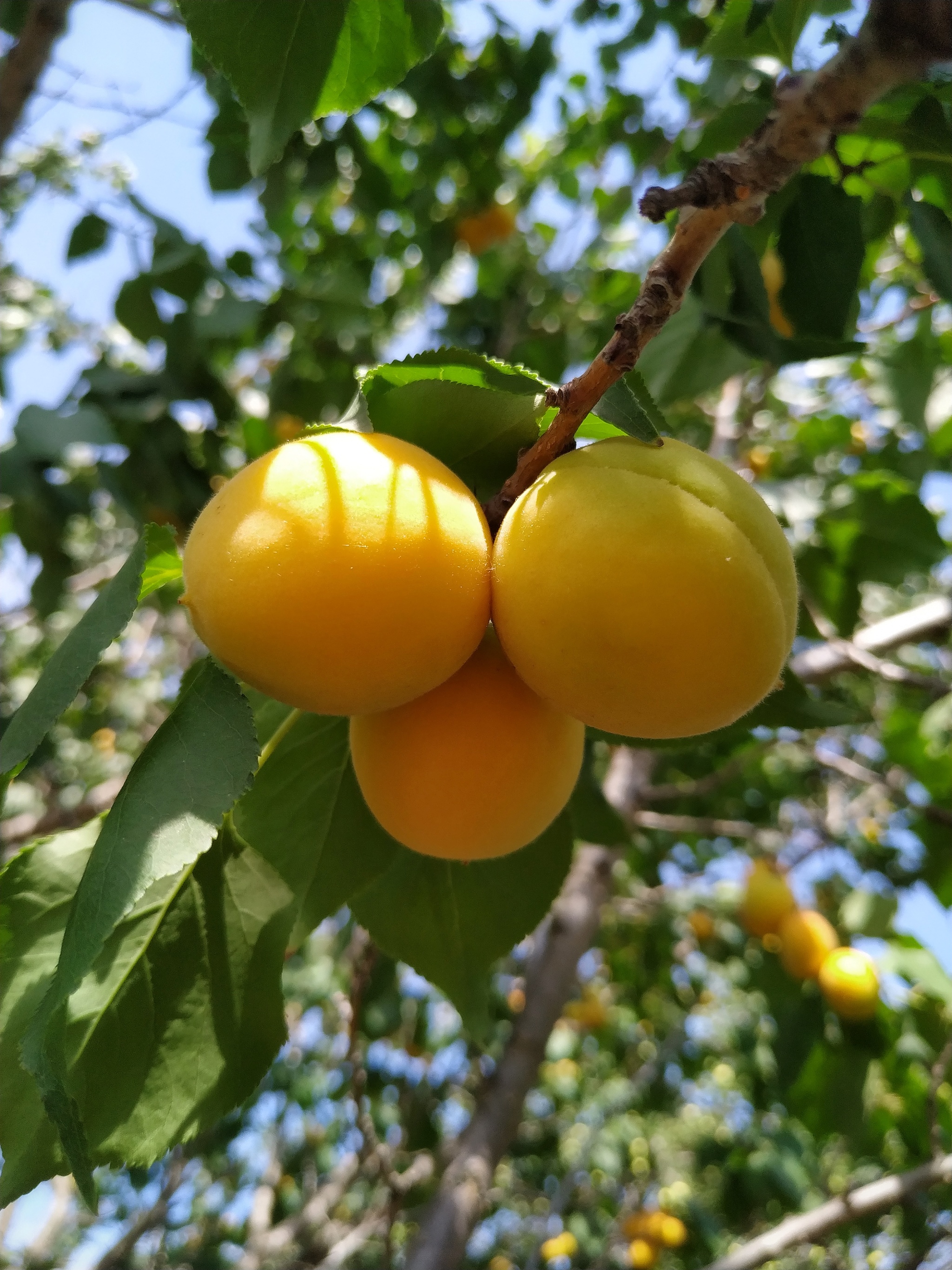 Apricots - My, Apricot, Harvest, Mobile photography, Longpost