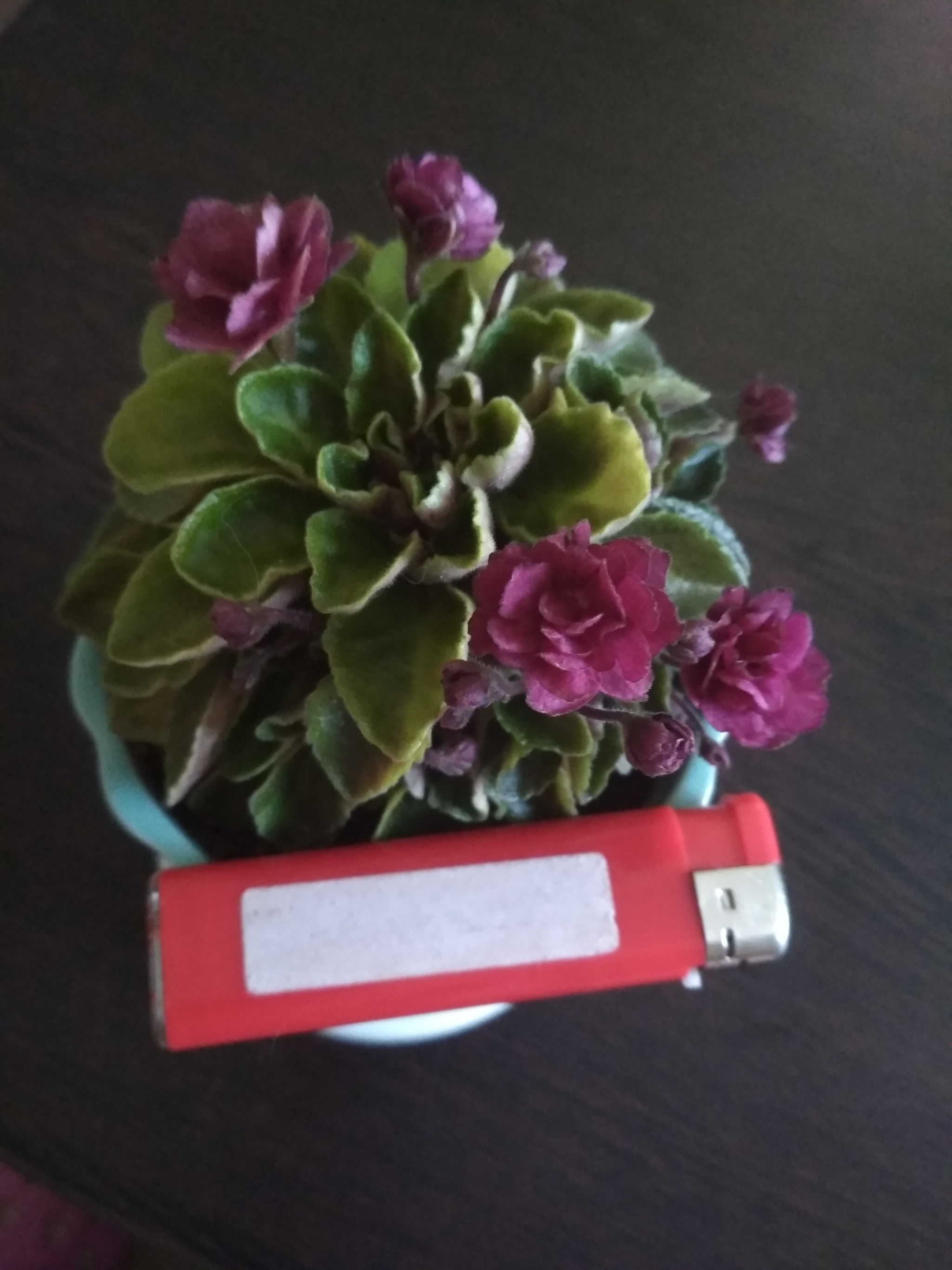 Mini format - My, Flowers, Houseplants, Longpost