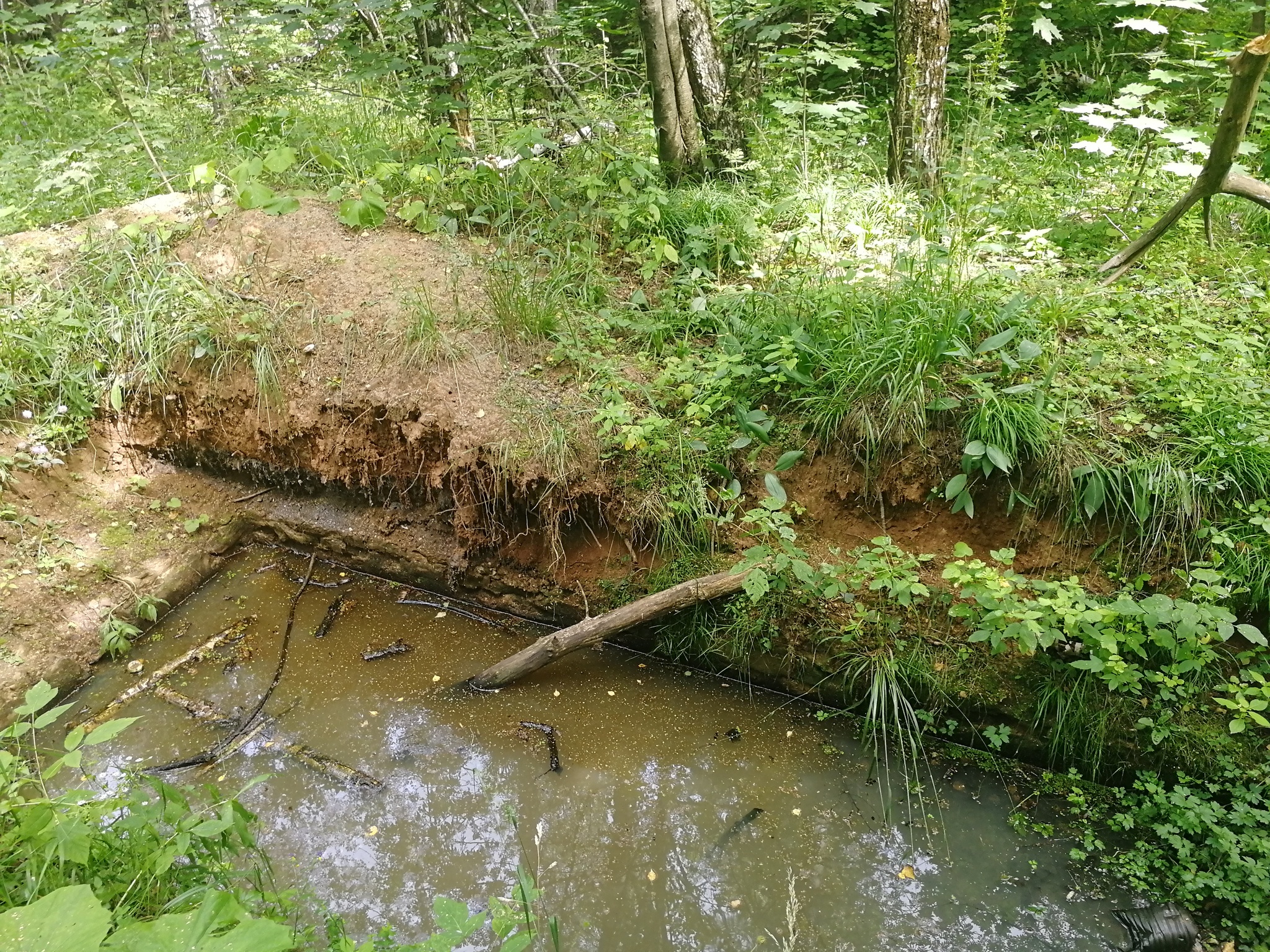 An incomprehensible hole or basement in the forest - My, Inexplicable, Forest, Pit, Basement, Bunker, Video, Longpost