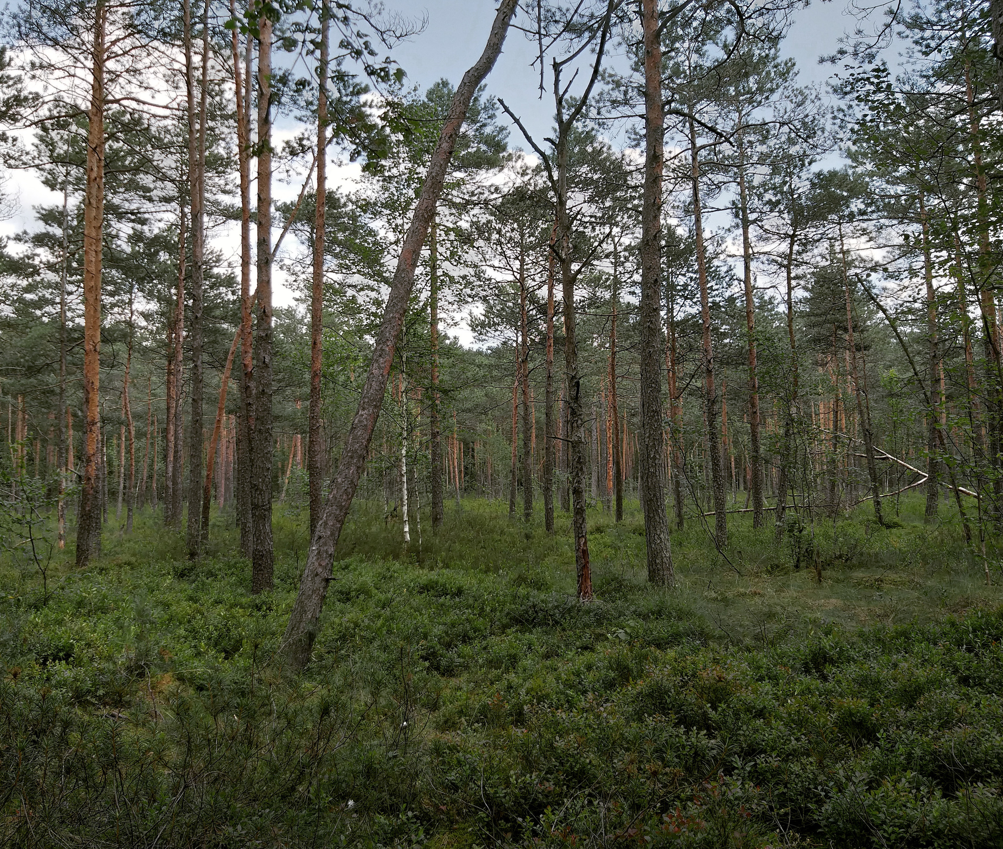 Forest paths - My, Hiking, Forest, Weekend travel, Travel across Russia, Lake, Leisure, Camping, Longpost