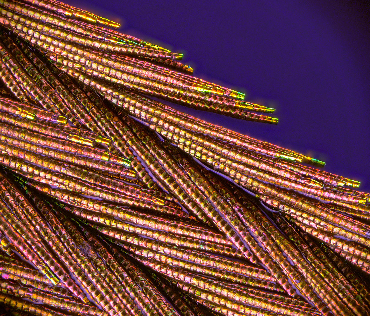 Golden weaving - My, Macro photography, Peacock, Feather, Microfilming, Microscope