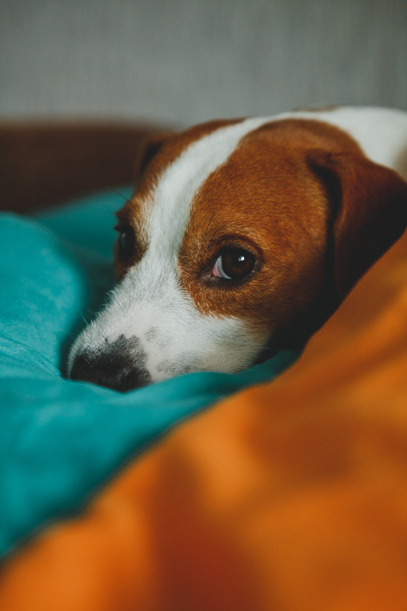 Jack Russell - My, Jack Russell Terrier, The photo, Dog