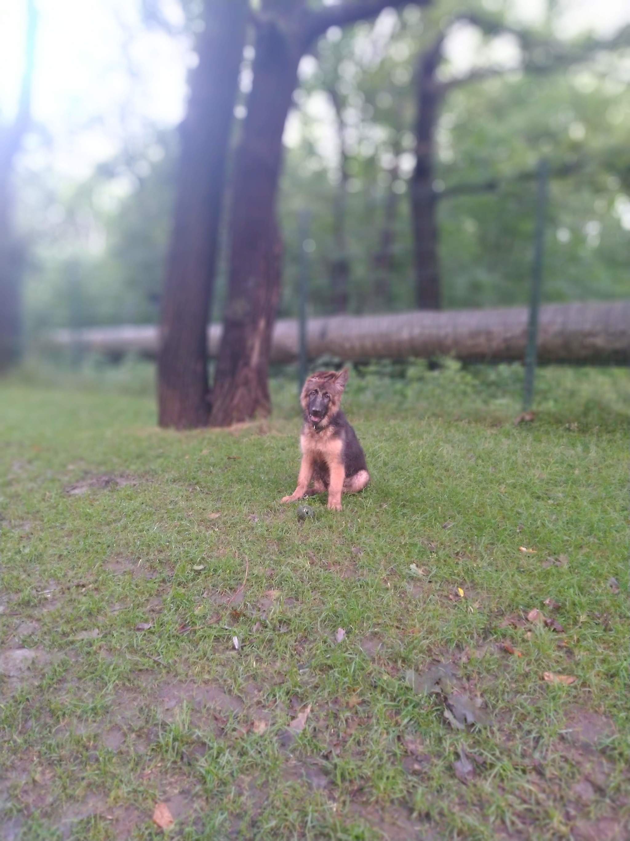 Ellie (Elsa) 4 months. Observations - My, German Shepherd, Fools, Advisers, Video, Longpost, Dog