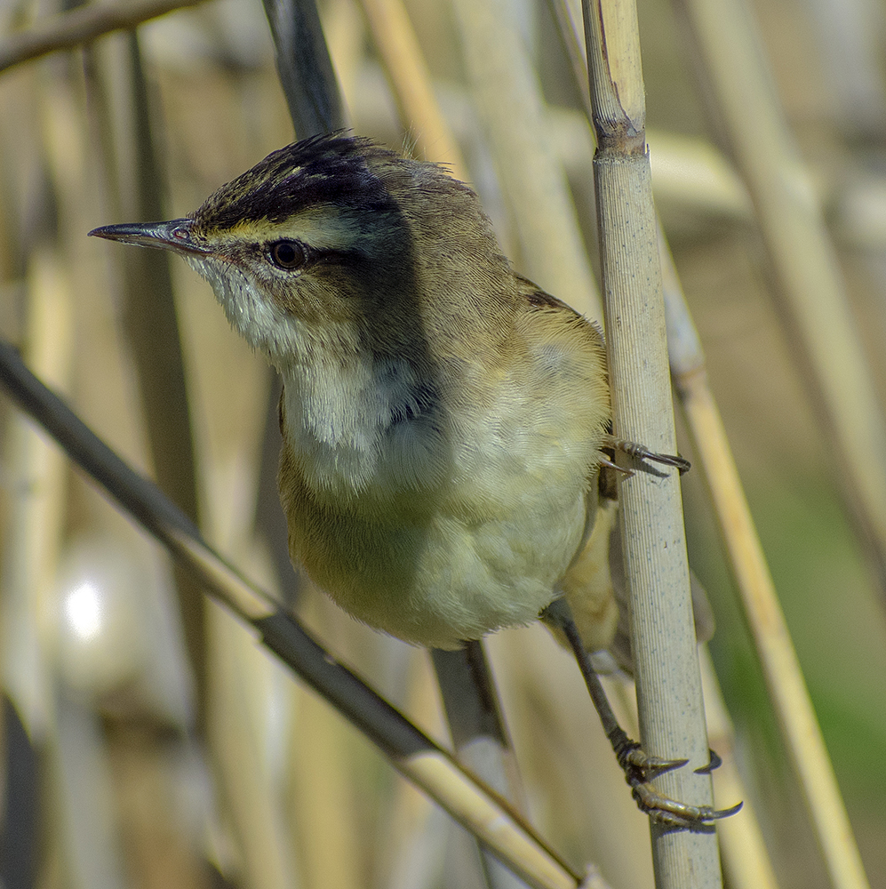 Badger Warbler - My, Klyazma, Nature, Ornithology, Schelkovo, Summer, Birds, Russia, Video, Longpost