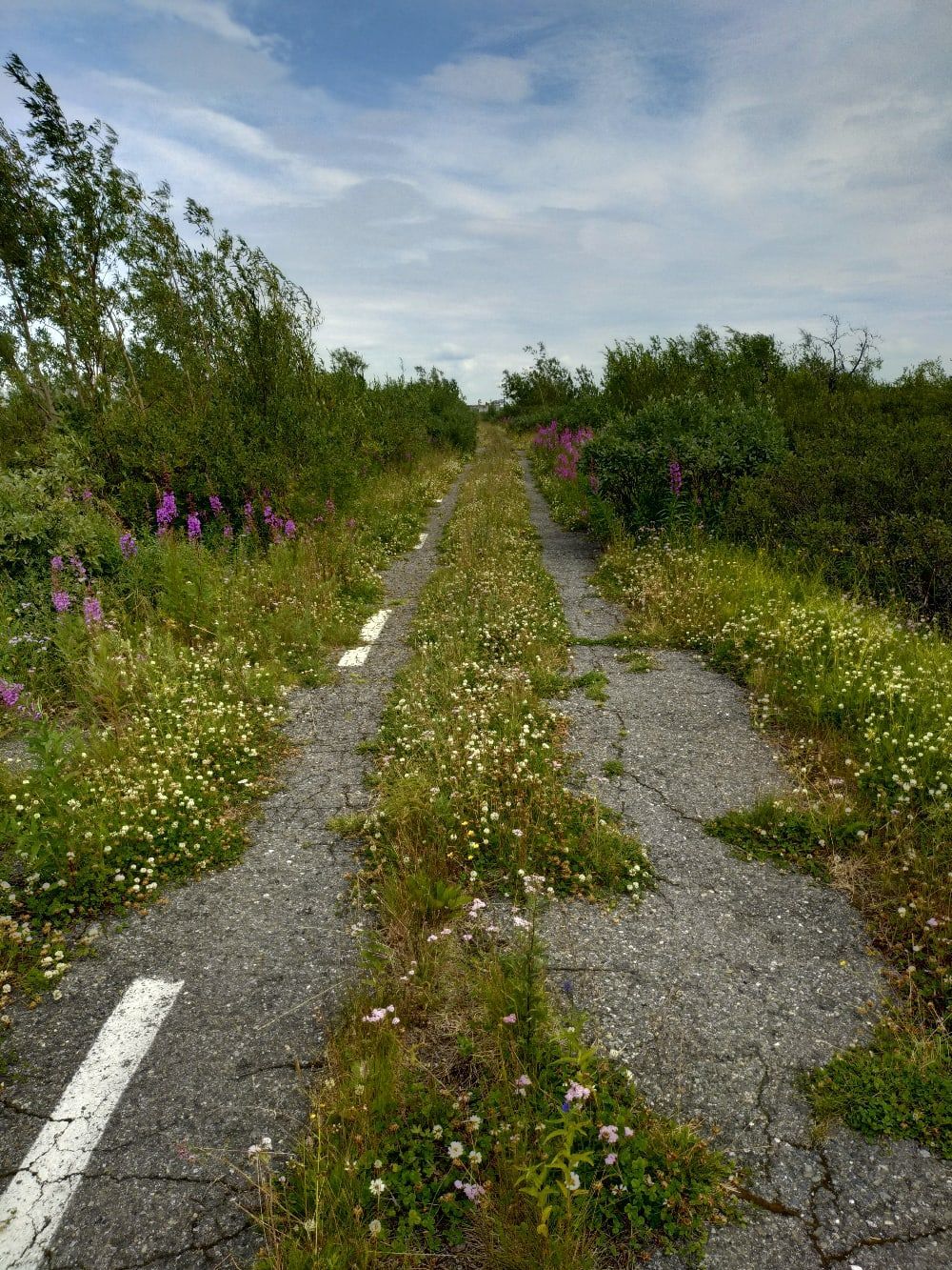 The No Overtaking sign is sorely missing. - Fuck aesthetics, Everything is running, Abandoned, Highway, Komi, Thicket, Grass