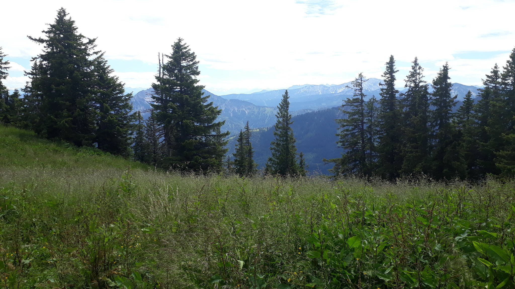 Forest coolness - Forest, The mountains