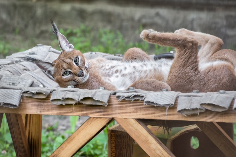 All for convenience) - Hammock, Convenience, Animals, Zoo, Novosibirsk, Longpost, Novosibirsk Zoo, The photo