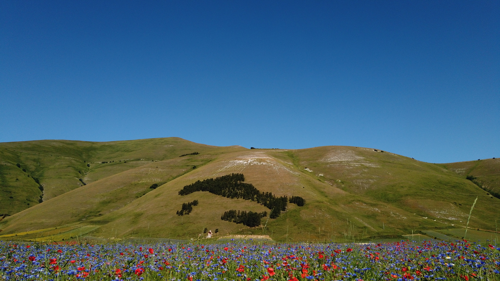 Fioritura Castelluccio: an incredible event in the center of Italy - My, Travels, Italy, Flowers, Wildflowers, The mountains, Umbria, The photo, Landscape, Video, Longpost