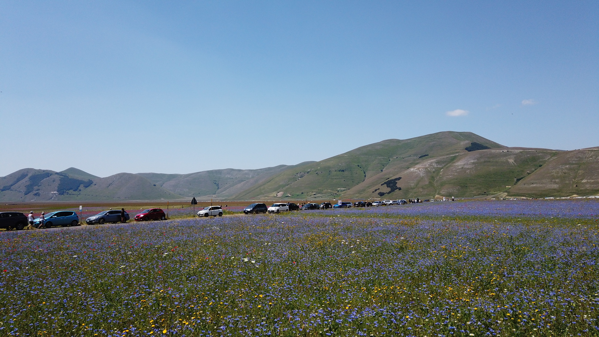 Fioritura Castelluccio: an incredible event in the center of Italy - My, Travels, Italy, Flowers, Wildflowers, The mountains, Umbria, The photo, Landscape, Video, Longpost