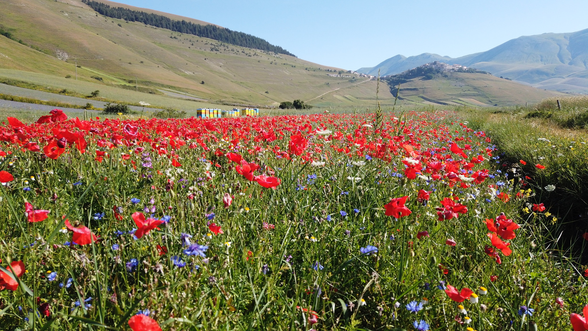 Fioritura Castelluccio: an incredible event in the center of Italy - My, Travels, Italy, Flowers, Wildflowers, The mountains, Umbria, The photo, Landscape, Video, Longpost