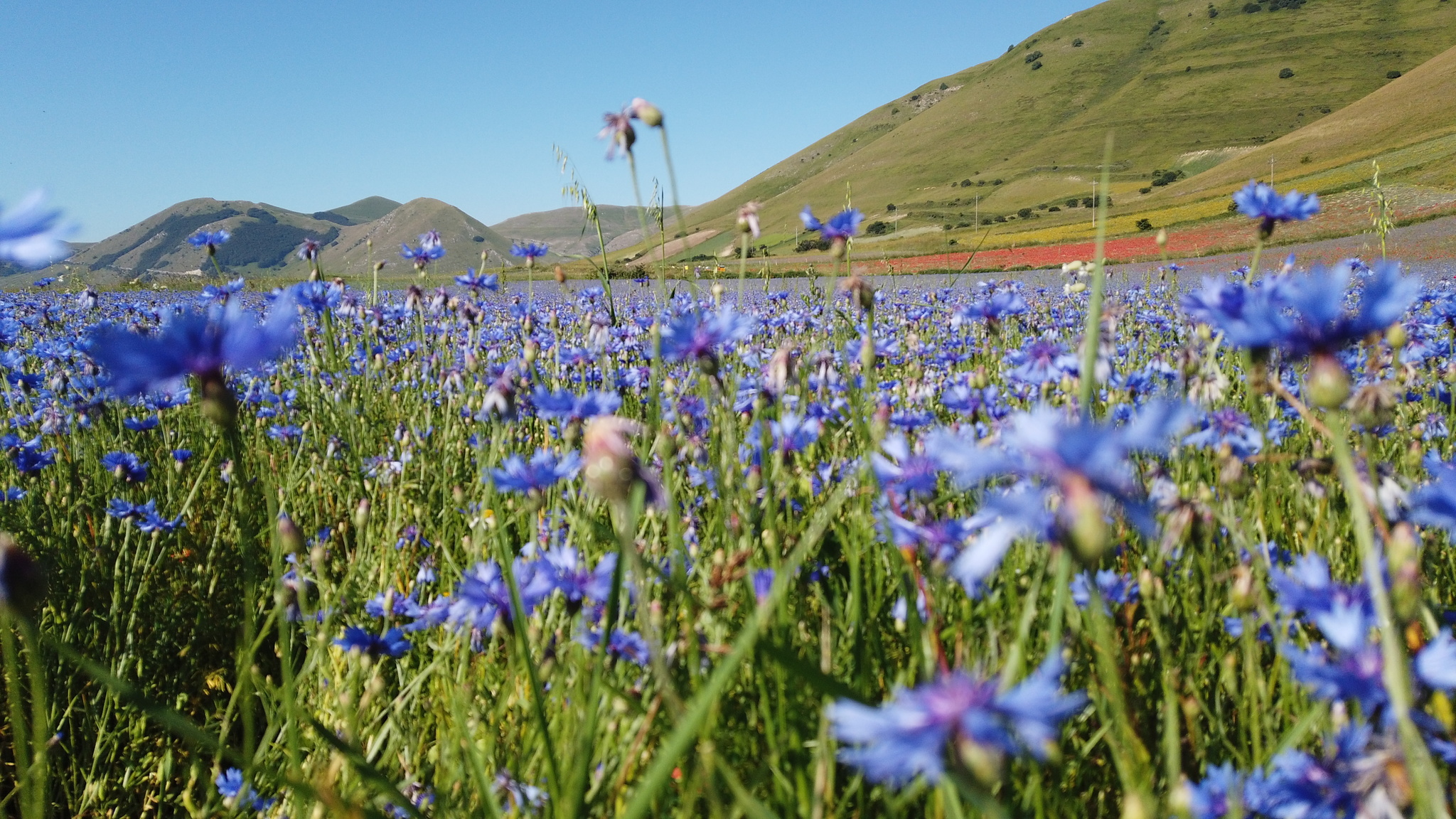 Fioritura Castelluccio: an incredible event in the center of Italy - My, Travels, Italy, Flowers, Wildflowers, The mountains, Umbria, The photo, Landscape, Video, Longpost