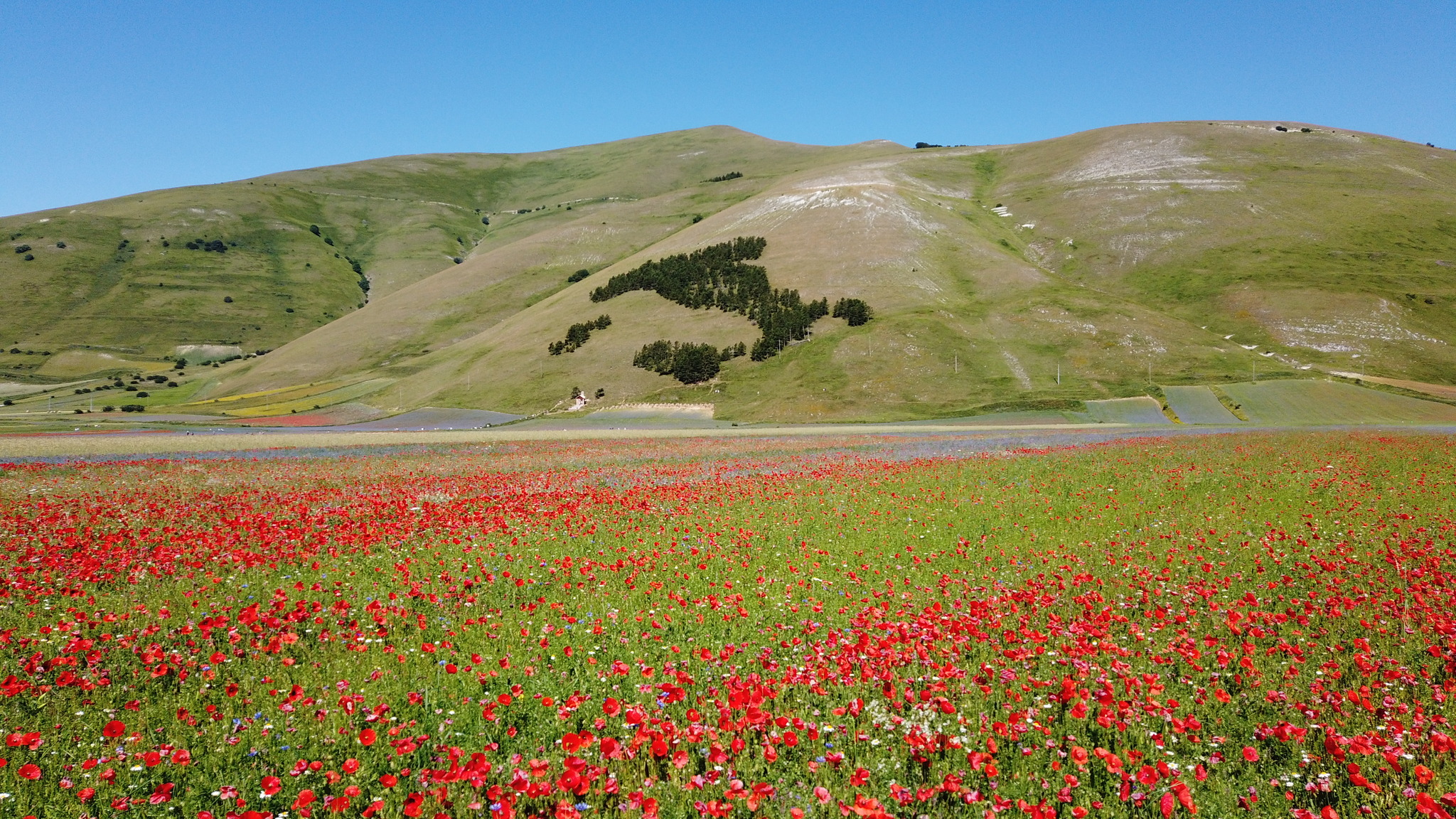 Fioritura Castelluccio: an incredible event in the center of Italy - My, Travels, Italy, Flowers, Wildflowers, The mountains, Umbria, The photo, Landscape, Video, Longpost