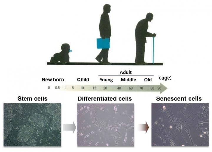 An enzyme has been found that prevents cellular aging - Enzymes, Aging, Research