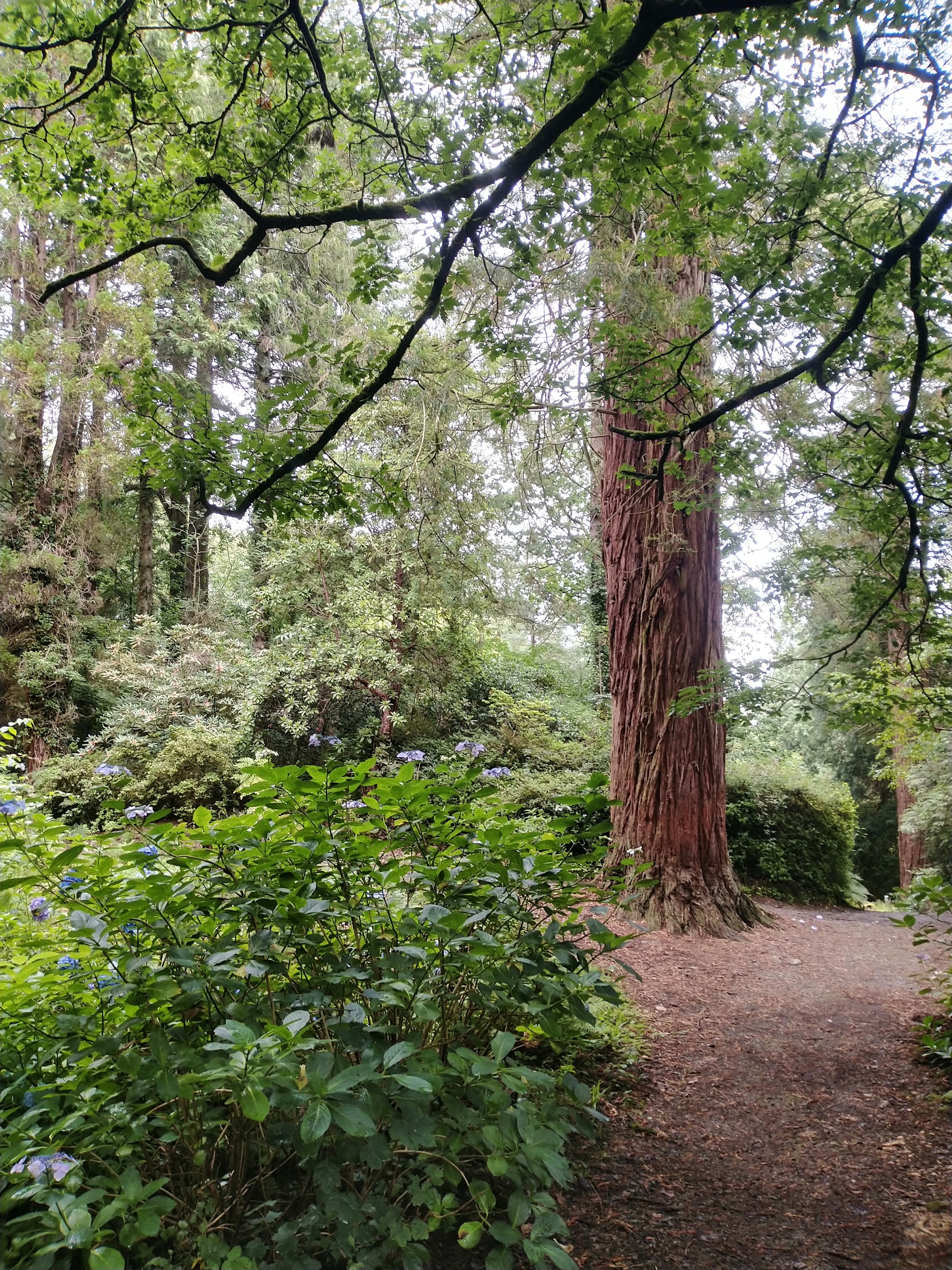 Six day trip to Wales part 2 (trip to Portmeirion) - My, Travels, Great Britain, Wales, North Wales, Tourism, Village, Forest, Sea, Video, Longpost