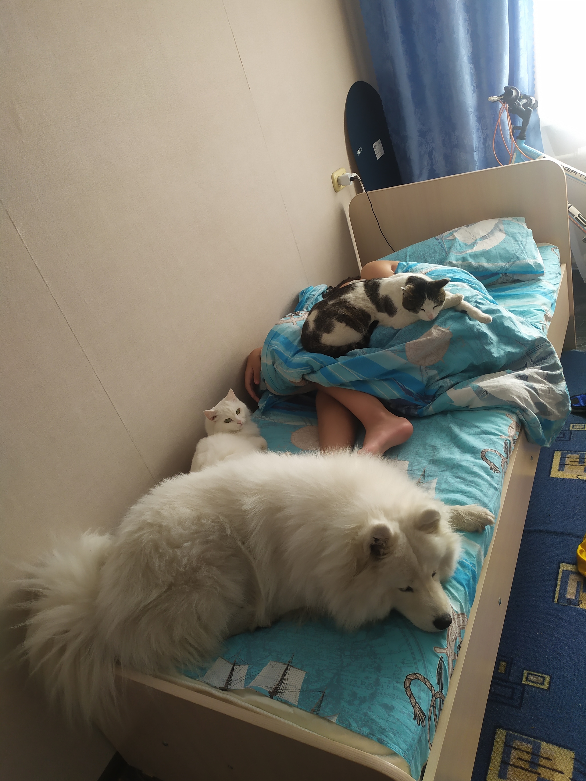 Very good morning) - My, cat, Dog, Milota, Samoyed, Cats and dogs together