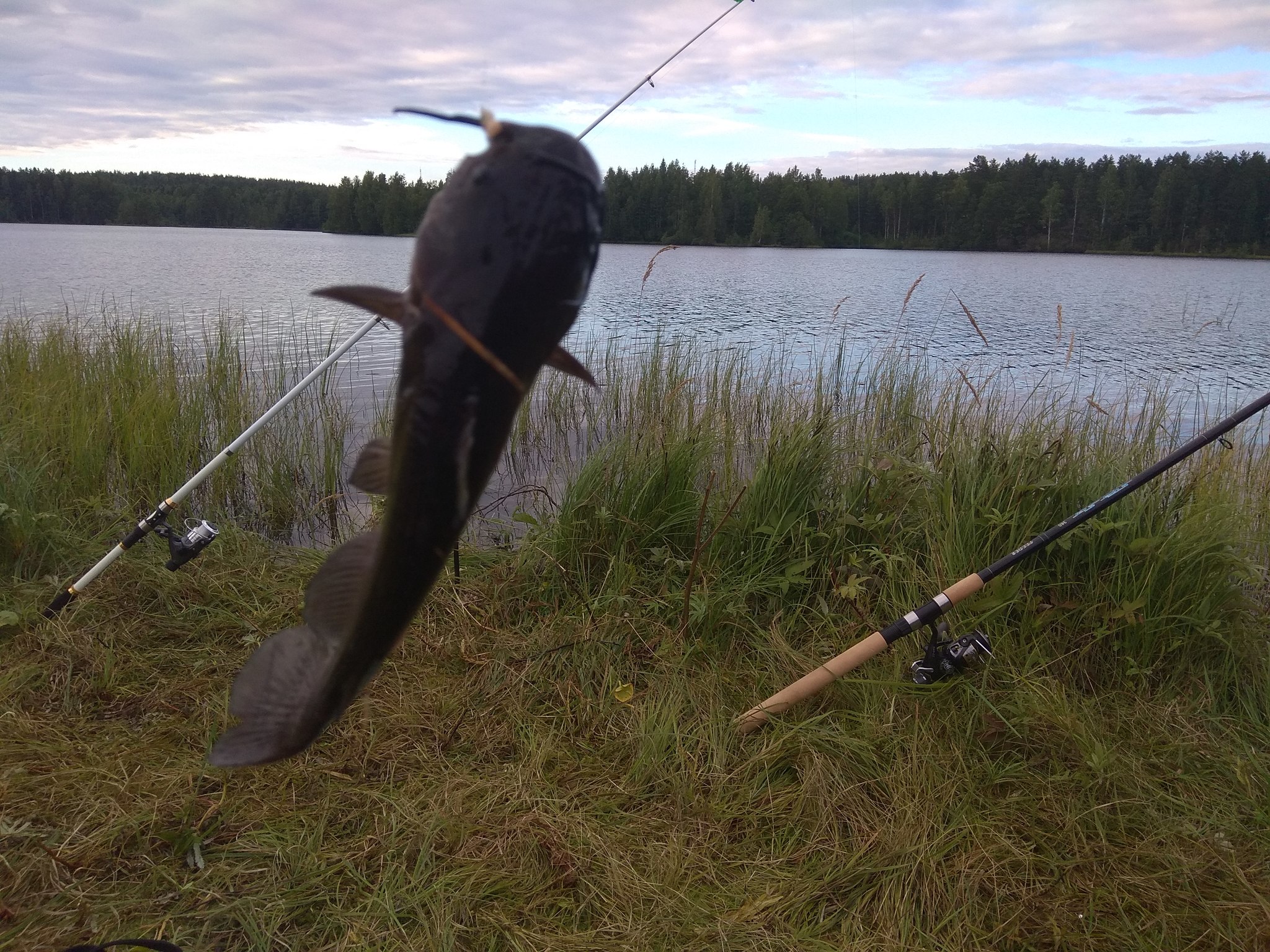 American (channel) catfish invade lakes near St. Petersburg - Saint Petersburg, Catfish, Fishing, Delicacy, Longpost