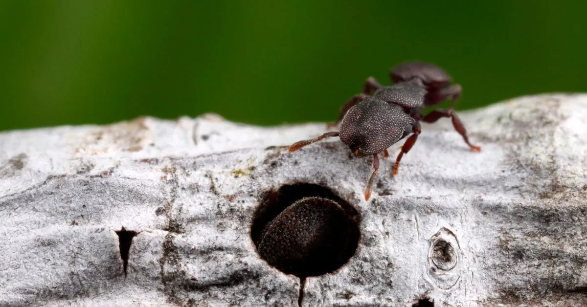 Turtle Ants: There is a plug in every barrel. The swarm that tanks with its heads - Ants, Turtle, Carapace, Animals, Yandex Zen, Longpost