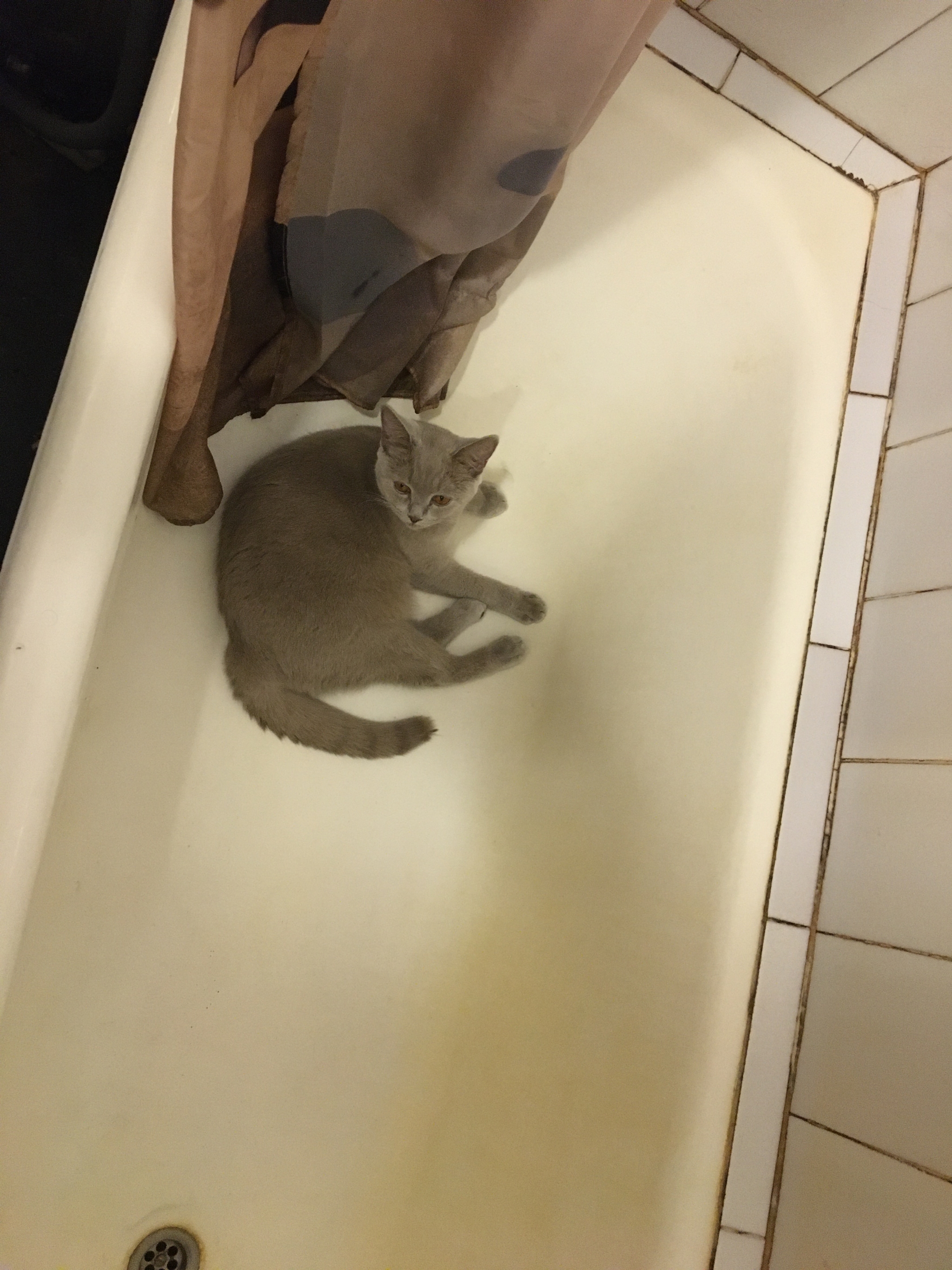 “Master, when will this heat end?” - My, Bath, British Shorthair, cat