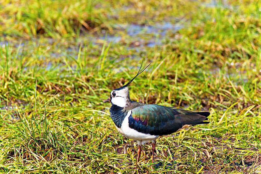 Red-listed lapwings found in a Moscow park - Animals, Red Book, Ecology, Lapwing, The park