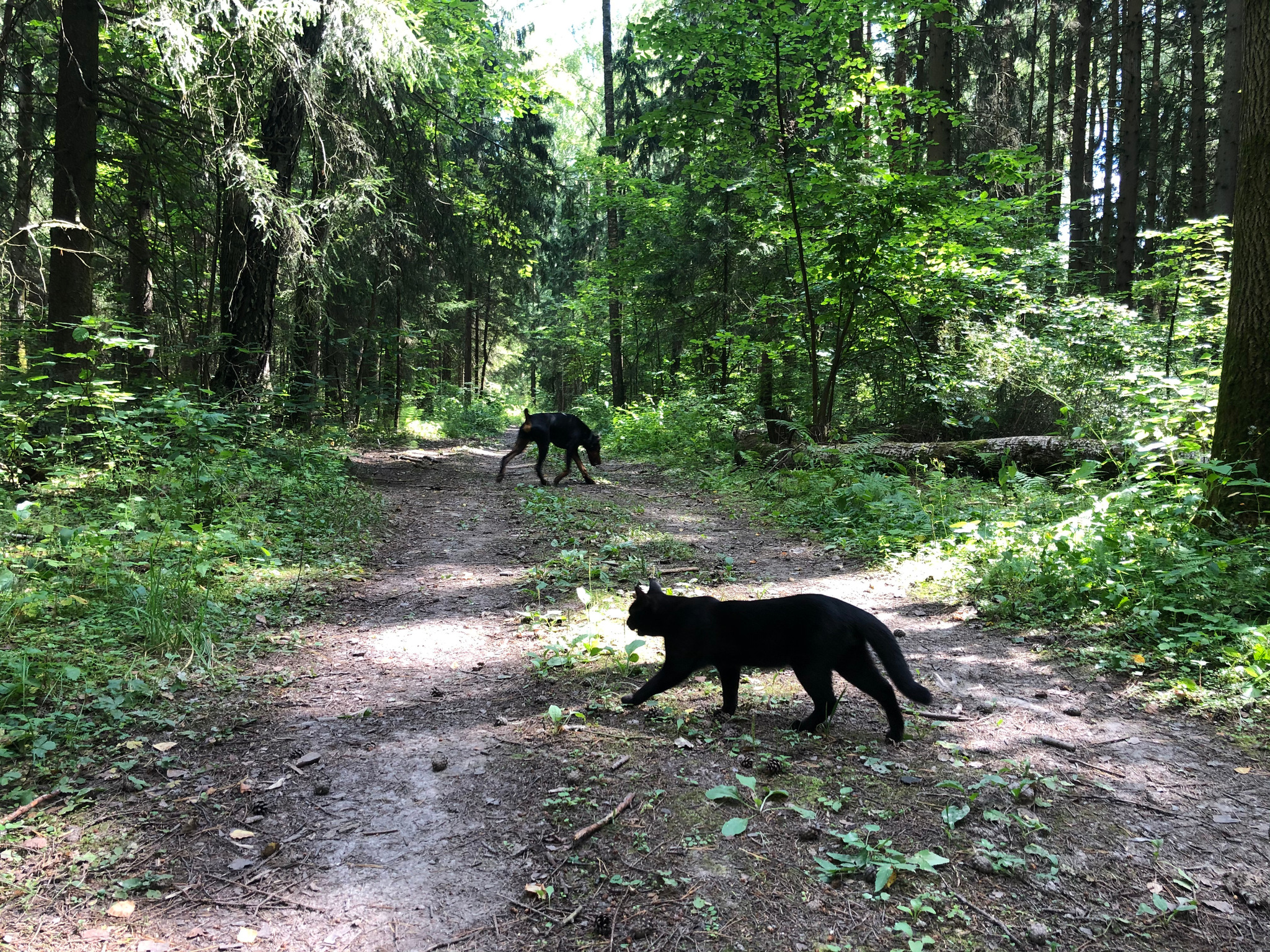 My amazing cat companion - My, cat, Dog, Forest, Nature, Walk, Video, Longpost