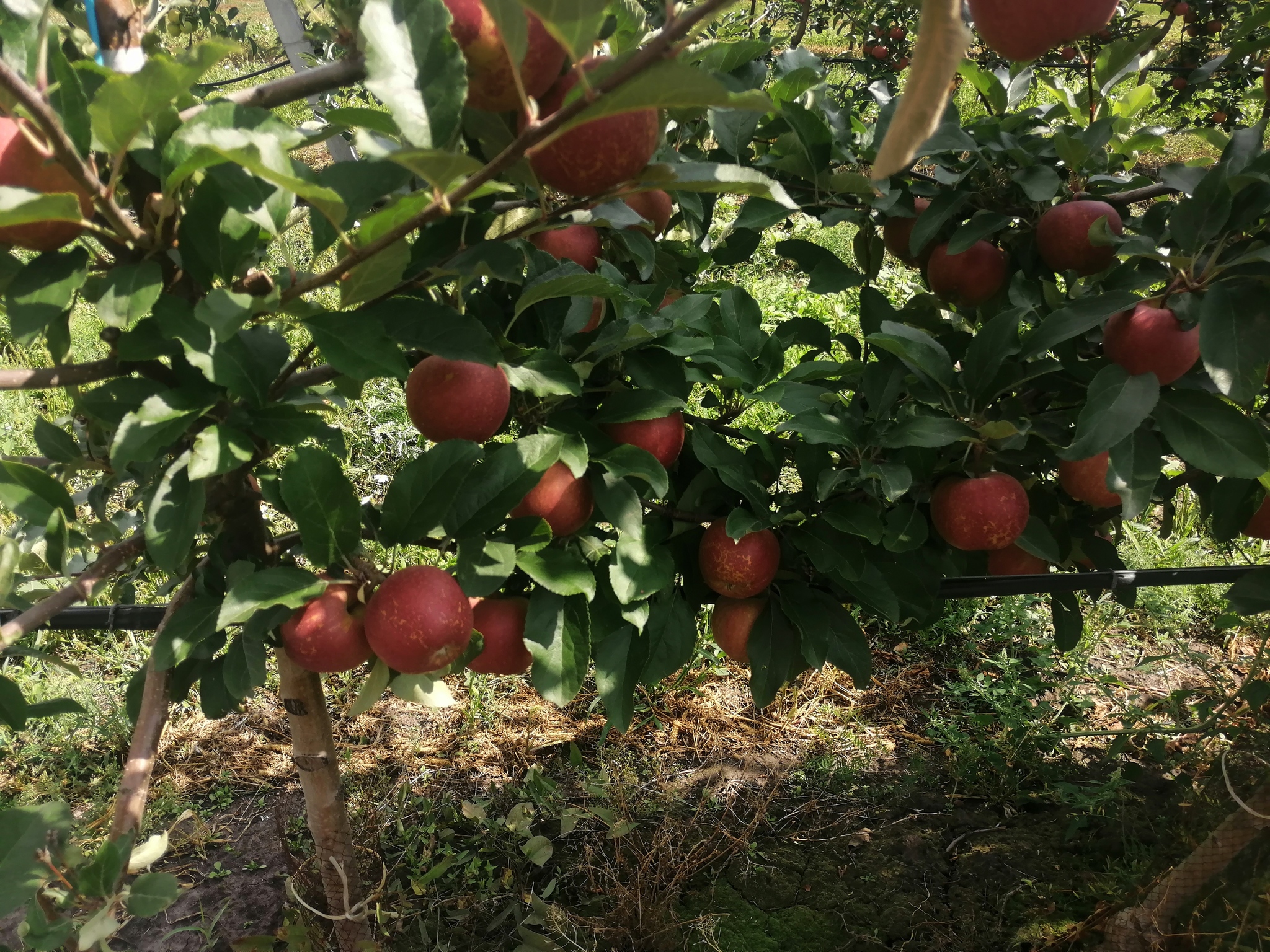 Orchards, apples, photos - Сельское хозяйство, Progressive crop production, Garden, Apple tree, Apples, Saplings, Longpost